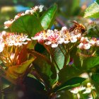 Bee gathering nectar from white and pink flowers on sunny day