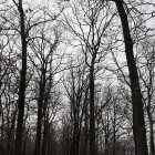 Autumn forest with tall trees and white trunks under misty sky