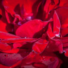 Vibrant red rose with water droplets showcasing natural beauty