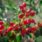 Colorful painting of red flowers on branch with green leaves in sunlit garden