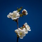 Branch with white blossoms against deep blue sky and soft clouds