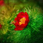 Red flower with yellow center and bees on green sphere