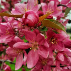 Beautiful Pink Cherry Blossoms in Full Bloom with Fresh Green Leaves