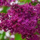 Vibrant Blooming Flowers in Rich Purple and Pink Shades