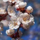 Detailed view: Cherry blossoms in pink and white against blue sky