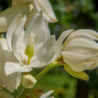 Detailed close-up of delicate white flowers with stamens against green botanical backdrop.