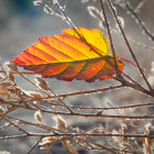 Red-Orange Leaf Among White Blossoms on Dewy Branch in Chilly Morning