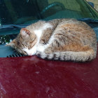 Tabby cat sleeping on vibrant red car hood under soft lighting