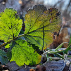 Detailed green leaf against forest backdrop