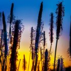 Vibrant Sunset Silhouetted Flowers in Orange and Blue Sky