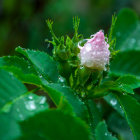 Pink and white bud with water droplets on leaves against green background