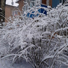 Snow-covered winter scene with quaint house and frosty trees