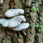 Fungi on Tree Trunk with Glistening Bubbles