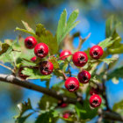 Bright Red Berries on Branch with Yellow Centers Against Soft-focus Background