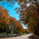 Vibrant autumn park with trees, sunlit path, bench, birds, and distant figure