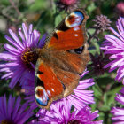 Colorful butterfly on purple flowers with smaller butterfly in lush greenery