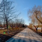 Scenic cherry blossom park pathway under clear blue sky