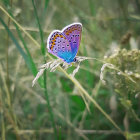 Colorful Butterfly Resting on Green Grass Amidst Purple Flowers