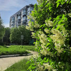 Tranquil lake scene with blooming hedgerow and elegant building