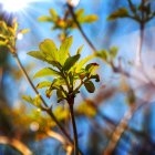 Bright Yellow Flower in Sunlight with Blue Sky and Seed Parachutes