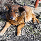 Fluffy brown and black dog in nature with bright amber eyes