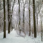 Snow-covered Trees and Turquoise Creek in Winter Forest