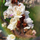 White Blossoms Painting with Red Berries on Branch