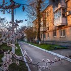 Scenic cherry blossom street with orange buildings at sunset