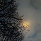 Silhouetted tree against night sky with full moon and stars.