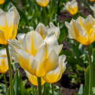 Vibrant Yellow and White Tulips in Full Bloom