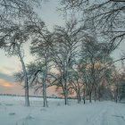 Snow-covered trees and ground under twilight sky with falling snowflakes and setting sun.