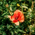 Red Poppy Stands Out Among White Flowers in Green Bokeh