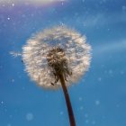 Delicate dandelion seed head against blue sky with water droplets in sunlight