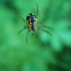 Iridescent Spider on Dewy Green Foliage