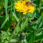 Yellow Flower with Water Droplets and Transparent-Winged Creatures on Green Background