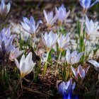 Vibrant Purple and White Crocuses Close-Up with Delicate Petals