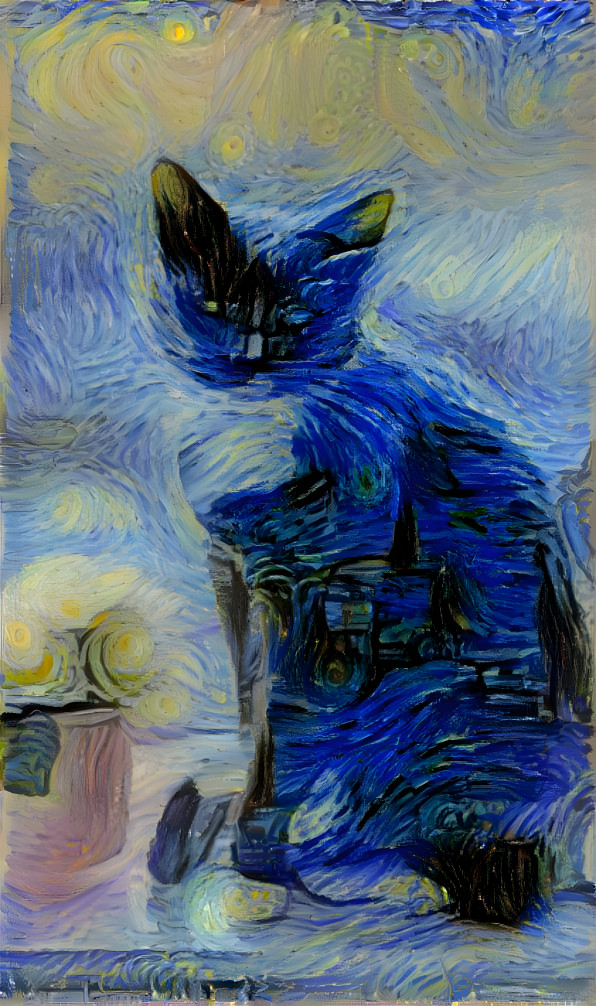 Starry cat