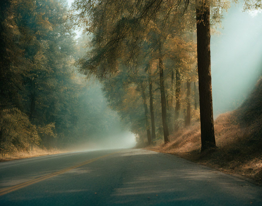 Sunlit Misty Road Flanked by Tall Trees