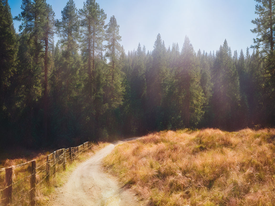 Sunlit meadow with curving dirt path and tall pine trees