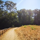 Sunlit meadow with curving dirt path and tall pine trees