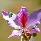 Surreal image of small house on floating purple landform