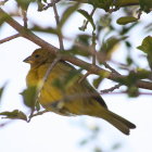 Colorful bird with golden and teal plumage perched on branch in nature scene