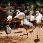 Pink and white flamingos in shallow water with dark foliage, creating a vibrant contrast.