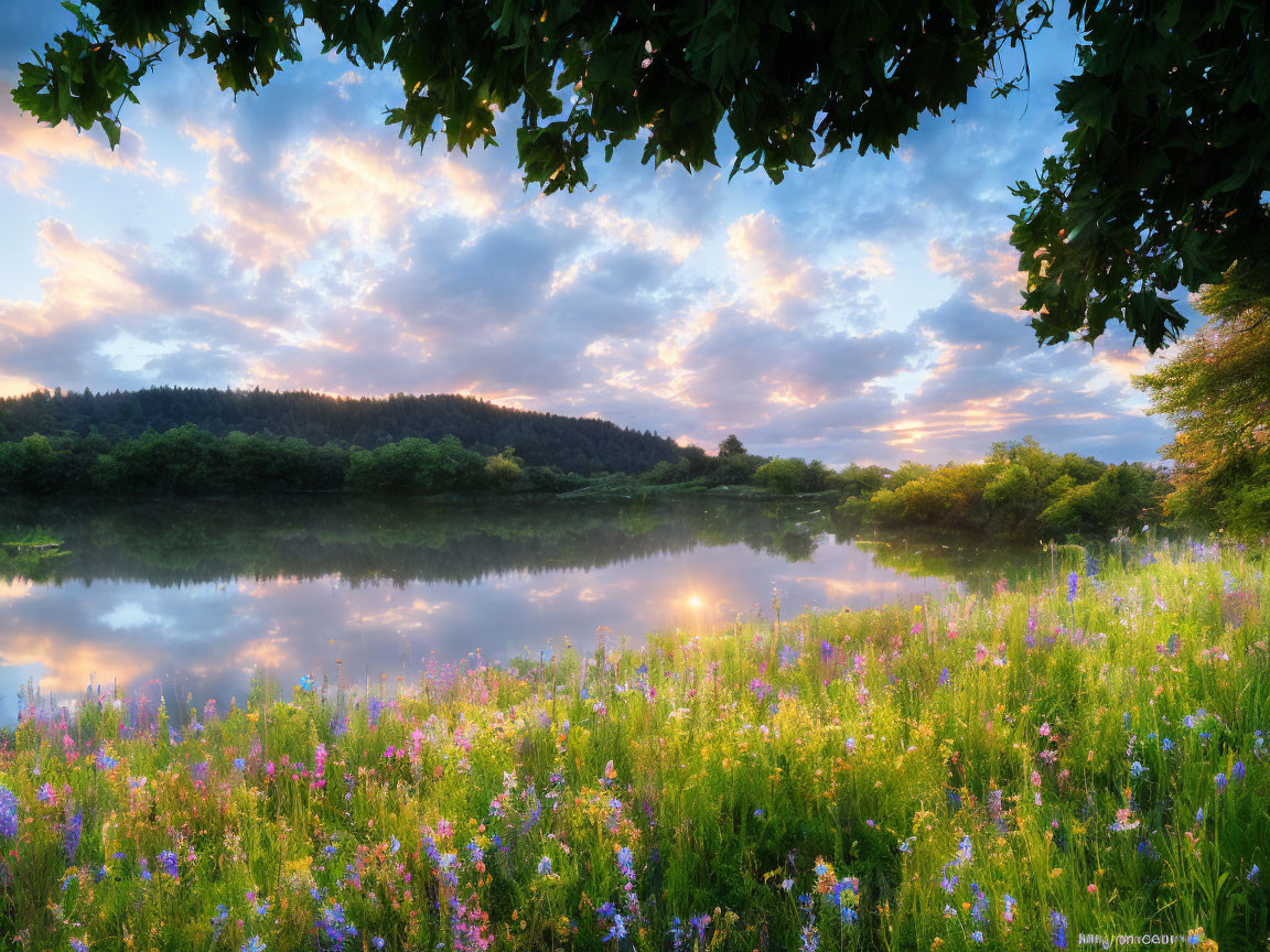 Tranquil Sunrise Scene: Lake, Cloud Reflections, Wildflowers, Tree Branches