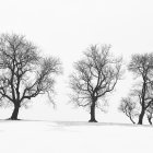 Minimalist watercolor painting: Three multicolored trees in white landscape with figure and dog