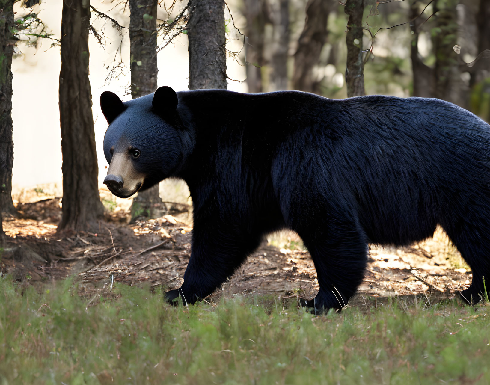 Black Bear in Forest with Sunlight Filtering Through Trees