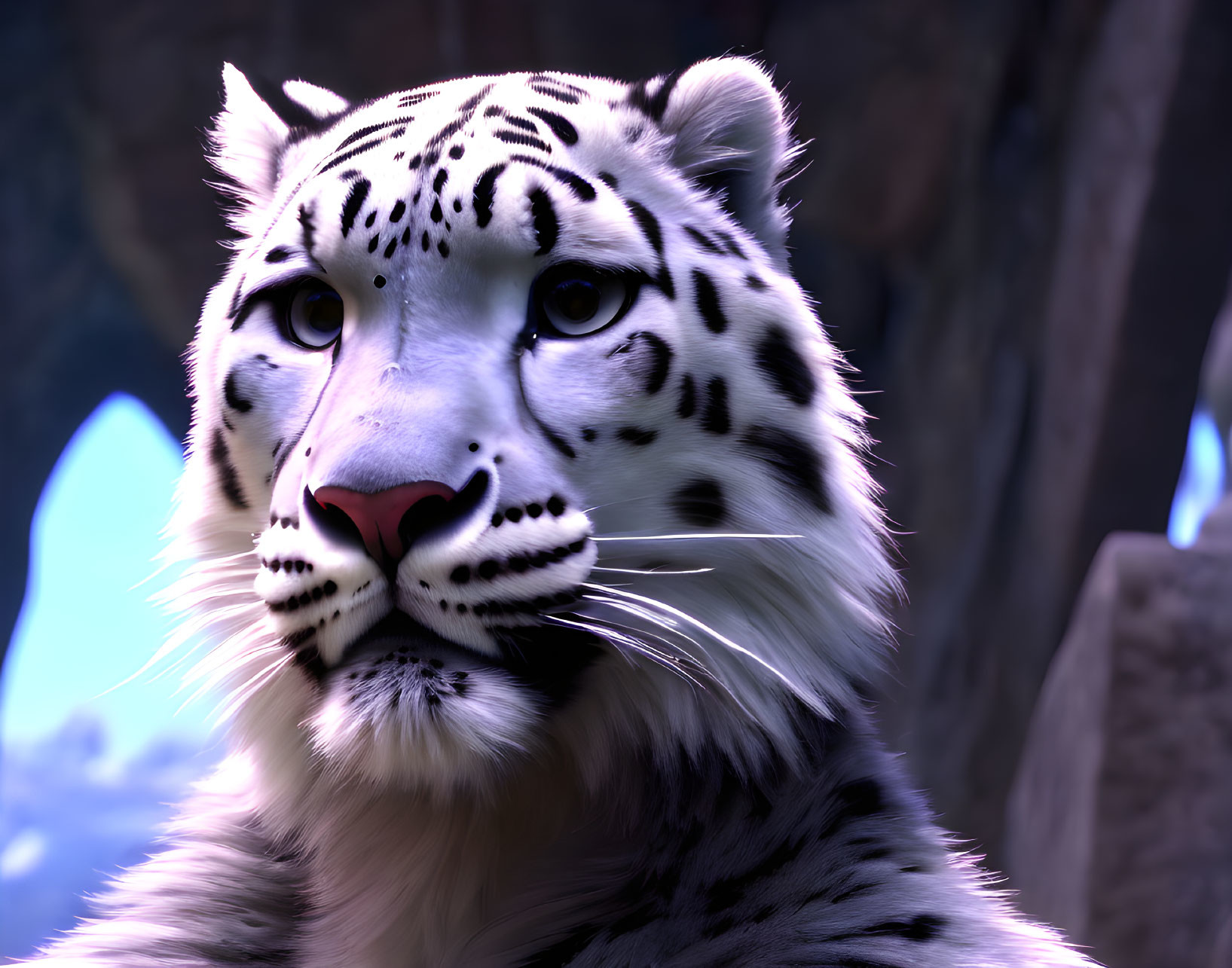 Snow leopard with blue eyes and white fur with black spots on rocky background