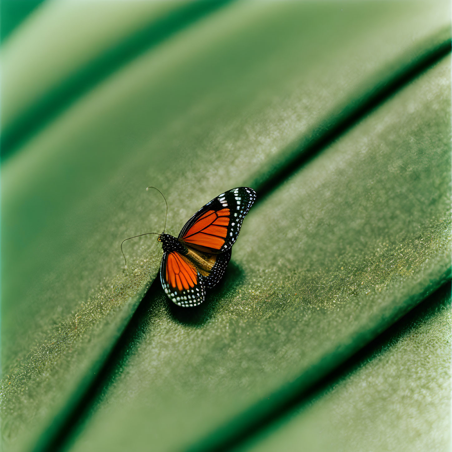 Monarch butterfly on green leaf with shadowed grooves and soft-focus background