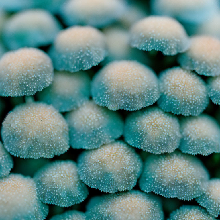 Detailed Close-Up of Small Blue Mushrooms with White Speckles