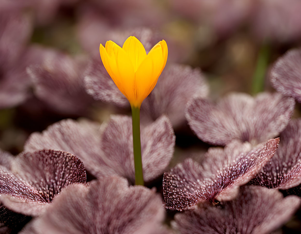 Yellow Flower Against Purple Leaves with Shallow Depth of Field